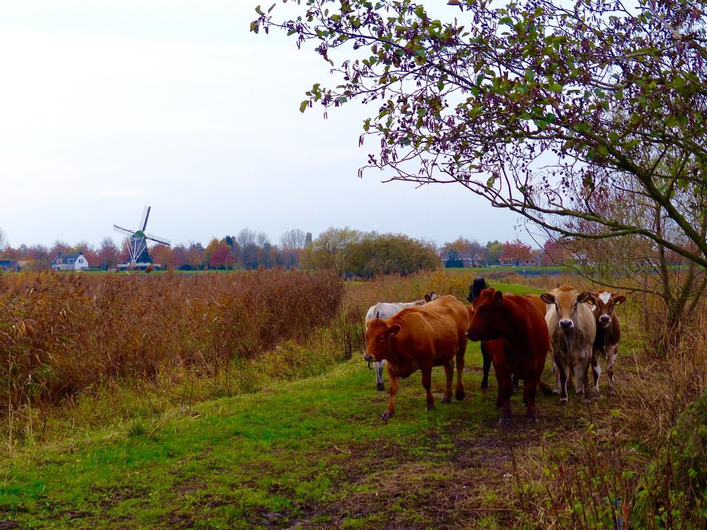 'T Geheim Van De Molenaer Kampen Zewnętrze zdjęcie